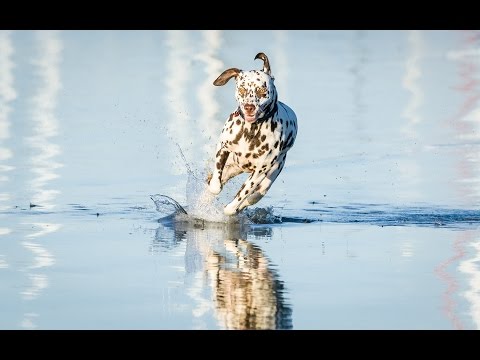 Best Sony Alpha Settings for Action Photography