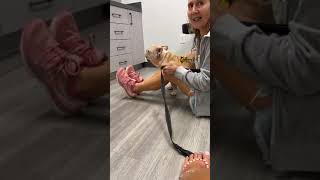 Tank is getting his Stitches Removed Tank is getting his Stitches Removed