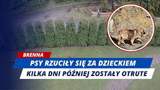 Download lagu BRENNA: TWO BIG DOGS CHASE A BOY ON A SCOOTER! MOMENTS LATER, SOMEONE POISONED THEM mp3 Download lagu BRENNA: TWO BIG DOGS CHASE A BOY ON A SCOOTER! MOMENTS LATER, SOMEONE POISONED THEM mp3