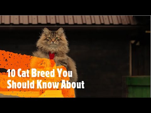 10 Cat Breeds You Should Know About.