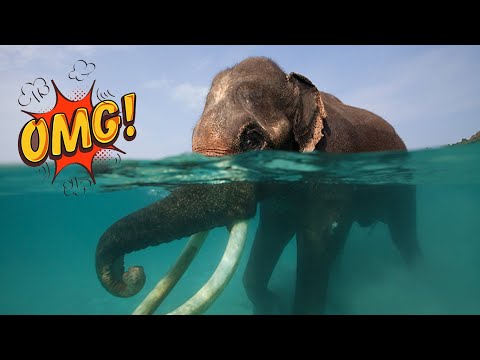 Elephant Swimming Pool! i love swimming essay! [TB Release]