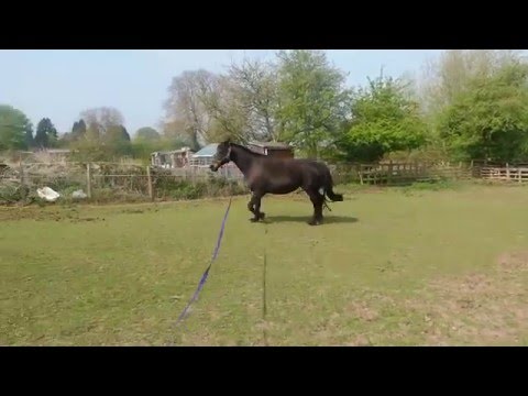 Emma lunging 1st time back after a long old winter