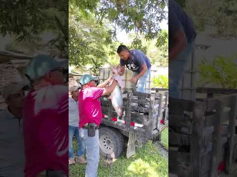 bagre para torneo de pesca