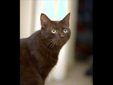 Video thumbnail for Le chat (1)