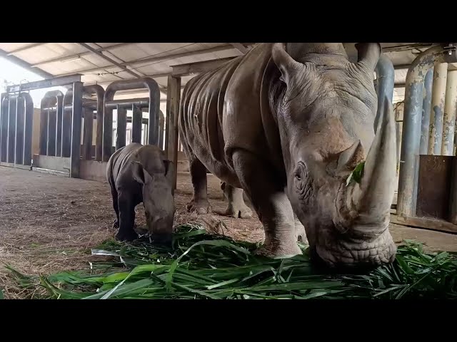 Theme park spotlights white rhino calf ‘Squid Ball’