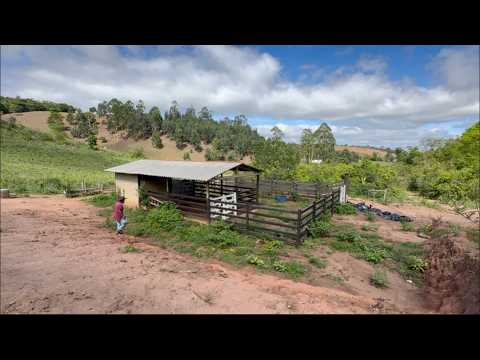 APRENDENDO COM O POVO DA ROÇA - GELSON - NOVO CRUZEIRO MG