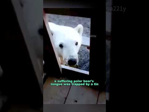 Rescuing the polar bear trapped by a tin can #shortvideo #animals #polarbear #rescue #shorts