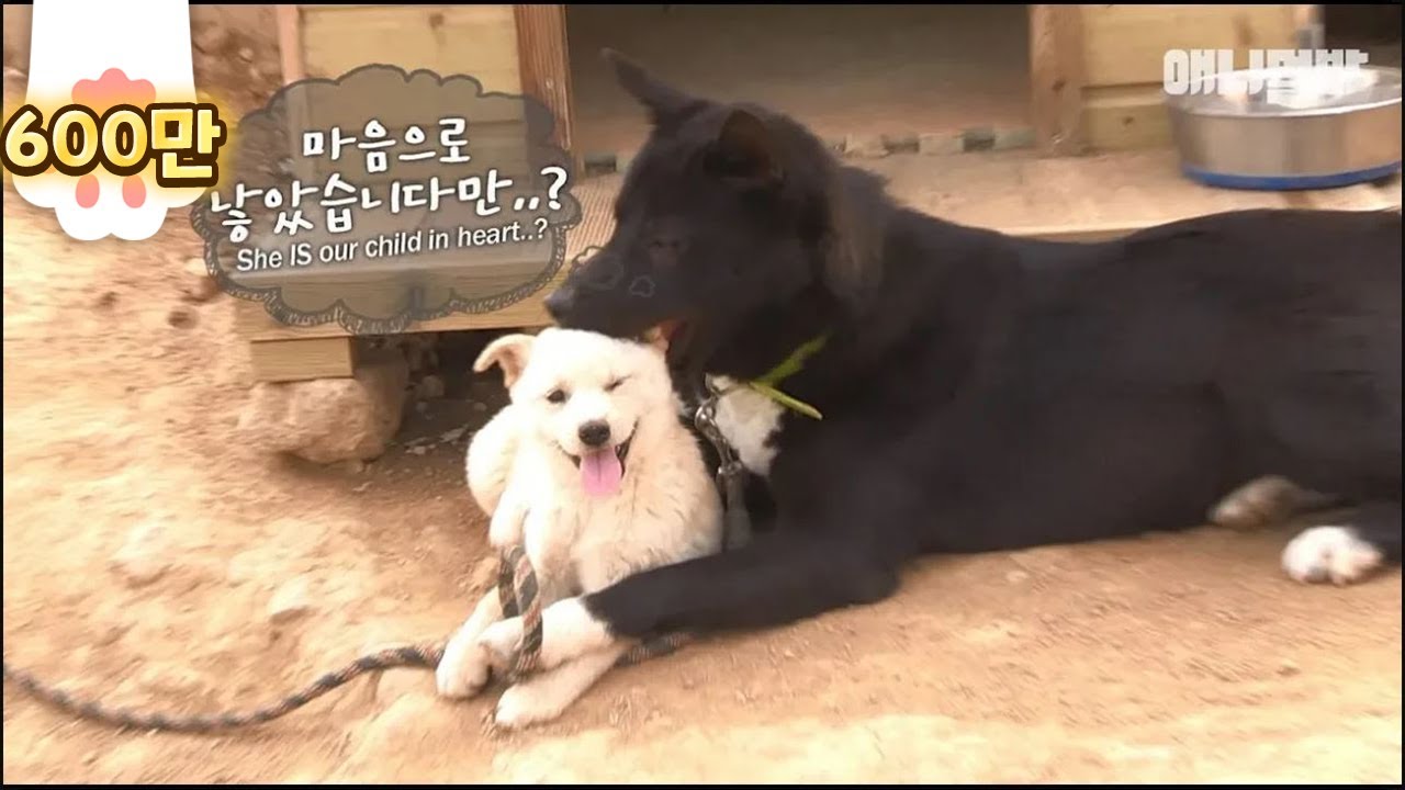 Parent dogs looking after a stranger puppy like their own darling baby