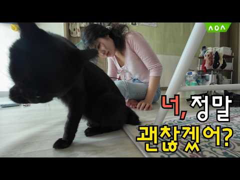 33살 생애 첫 고양이에게 간택당하다, 나랑 시골에서 살아볼래?