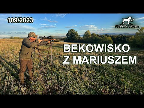 SUDECKA OSTOJA 109/2023 Bekowisko z Mariuszem - Byk Daniela? fallow deer  Damhirsch Hunting Hunt