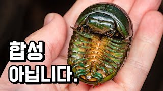 전세계 1황 괴물콩벌레※ 모르고 주우면 기절합니다. 지옥콩벌레에 악마도마뱀까지 미친듯이 주웠습니다.