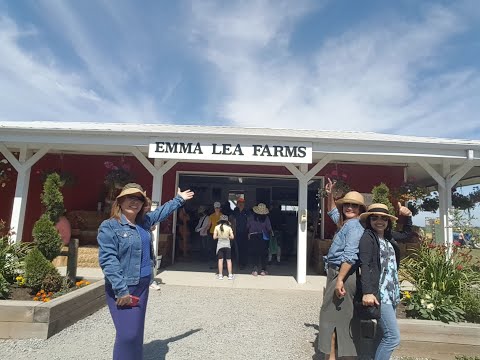 Blueberry picking at Emma Lea Farm #blueberry #blueberrypicking #farm #picking #emmaleafarm