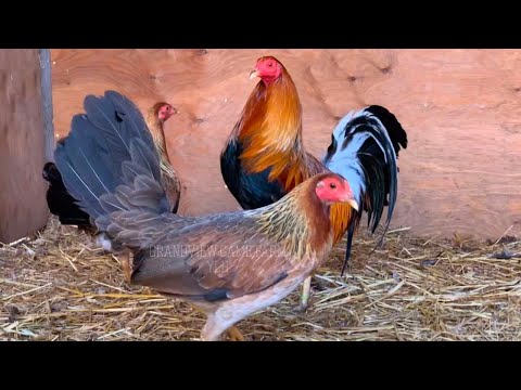 Perfection Yellow Leg Hatch - GRANDVIEW FARM