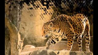 David Arkenstone ~ Path of the Jaguar