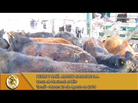 28-08-18 Venta de Gordo - Pedro y Raúl Alonso Ganados S.A. - Tandil