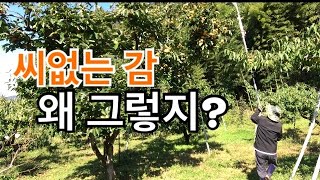 씨없는 감, 어떻게 그럴수가!! / 반시는 씨가 없지만 단감은?