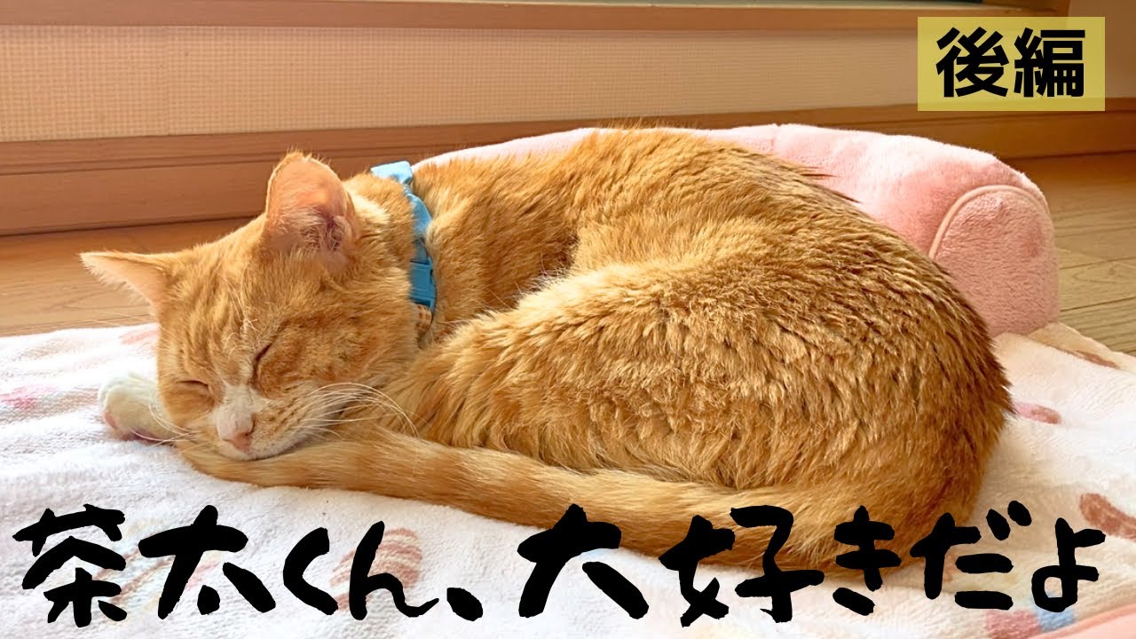 愛猫の命が尽きるその瞬間まで【後編】