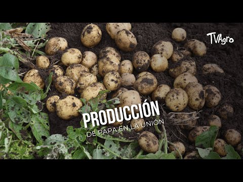 Producción de papa en la unión - TvAgro por Juan Gonzalo Angel