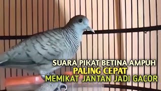 Download lagu Perkutut Betina memanggil jantan Suara bersahutan perkutut lokal gacor , Ampuh untuk PANCINGAN mp3