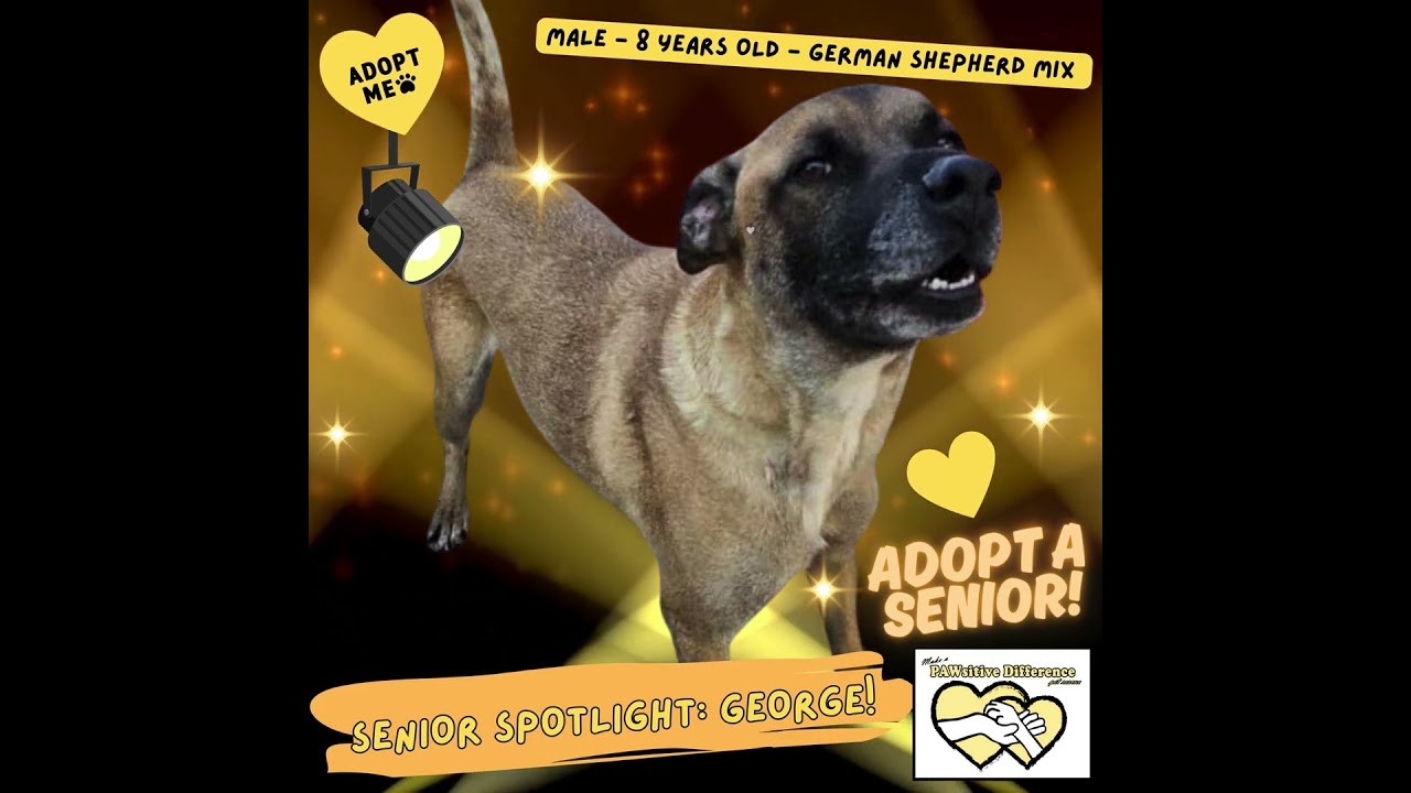 Enlarge George OS NV, a Adoptable mixed breed in Las Vegas, NV video 5/5