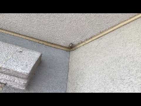 Paper Wasps Hanging by the Front Door in Jersey City, NJ