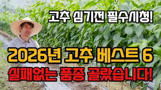 고추 육묘방법부터 정식시기까지 총정리! 2026년 다수확 고추품종 베스트 6가지