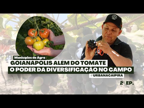 GOIANÁPOLIS ALÉM DO TOMATE- DO CAMPO A CIDADE E O PODER DA DIVERSIFICAÇÃO DE CULTURAS 2° EP.