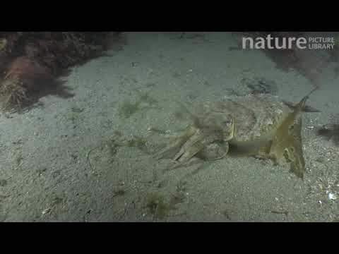 Common cuttlefish hunting, filmed at night, Sark, British Channel Islands, UK, August.
