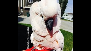 It's a Cockatoo Tantrum! 🙉 *SUBTITLED*