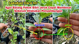 Download lagu Cara Mudah Mempercepat Pembesaran Batang Pokok Bibit Jeruk Sebelum Dilakukan   Penyambungan mp3