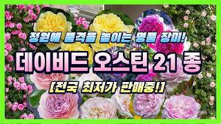 귀족장미의 끝판왕 데이비드오스틴 영국장미! 전국 최저가???? 21품종 한정판매 (댓글, 할인 이벤트)