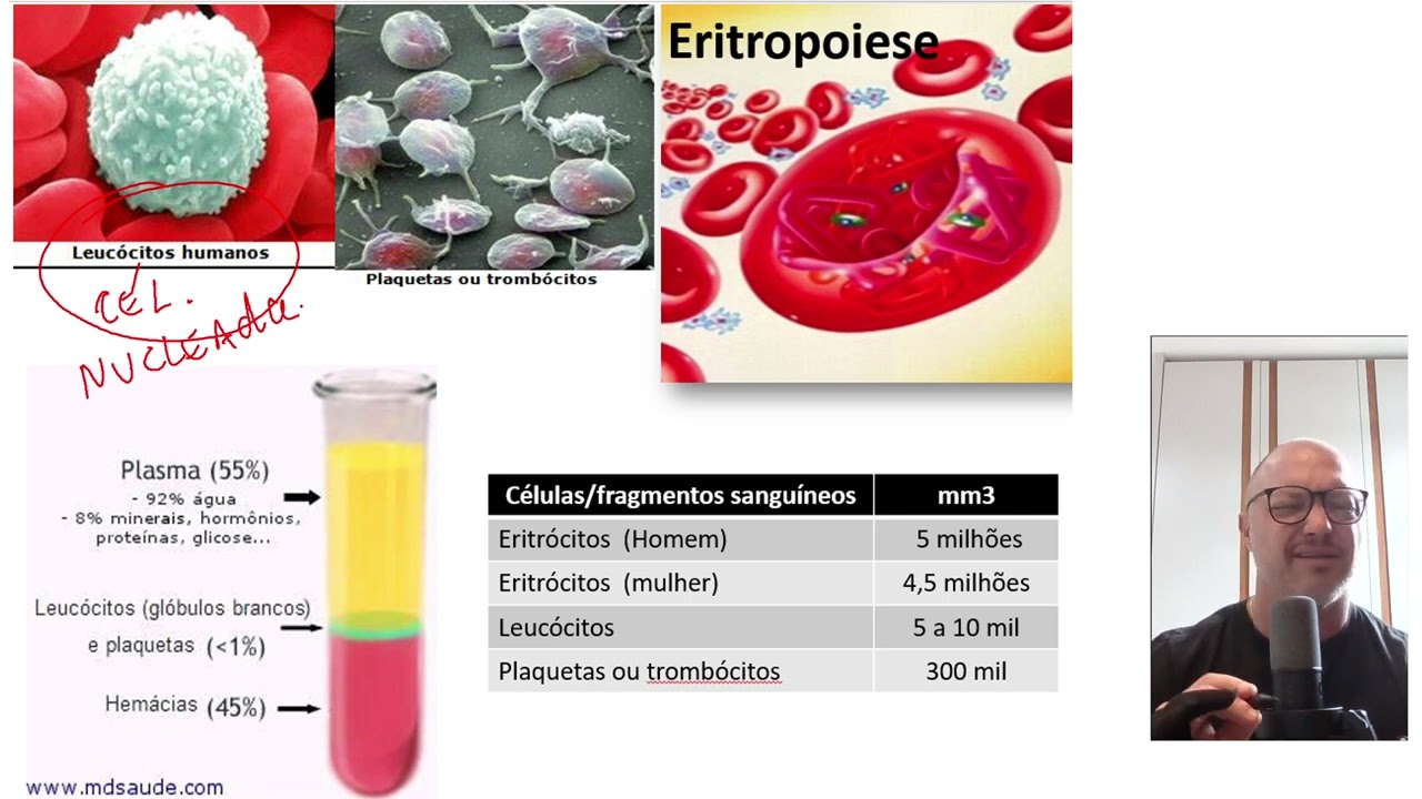 Sistema Cardiovascular I