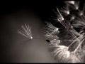 Johann Sebastian Bach -- Ave Maria 