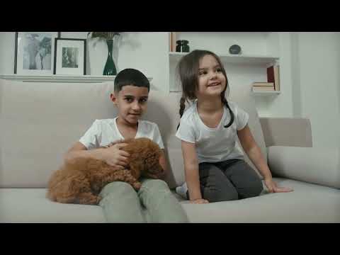 Toy Pudel - Was Du unbedingt über Toy Poodle wissen solltest!