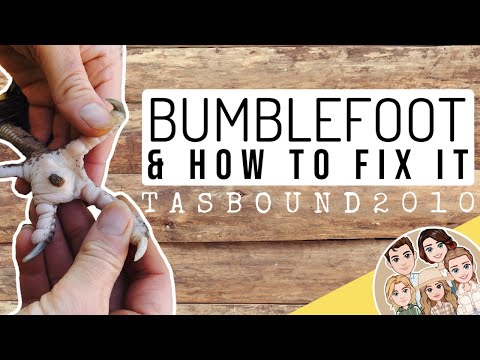 BUMBLEFOOT IN CHICKENS AND HOW TO FIX IT - TASBOUND2010