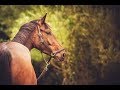 Empire ( Equestrian Music Video )
