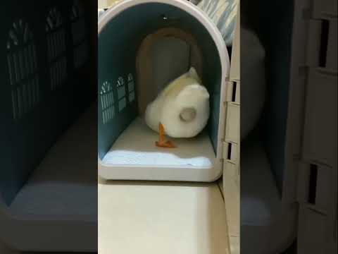 ネズミが鶏の卵を食べるのを防ぐために定期的に卵を収集する