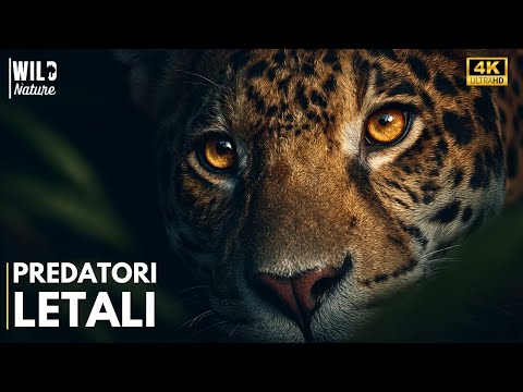 Wild Amazon – The Forest That Hides Deadly Predators | Full Documentary