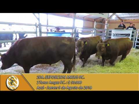 09-08-18 Venta de Toros P.C. - 2° Exposicion Angus P.C. - Azul