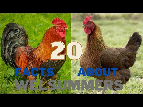 , title : '20 Facts About the Welsummer Chicken Breed'