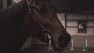 North Jersey Equestrian Center | NJ Horse Riding