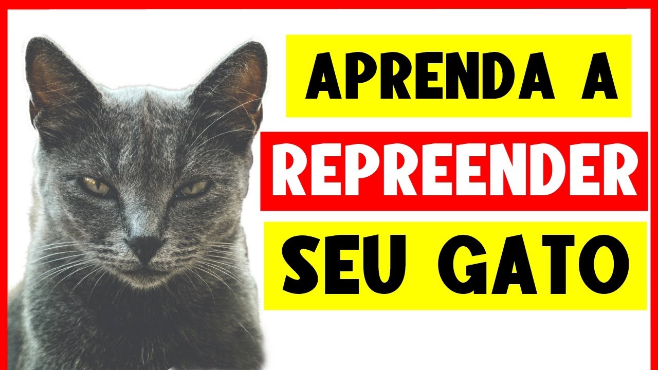 Como REPREENDER UM GATO corretamente 🐈