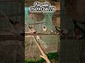 Top Quality Long Tail Finches Shorts Sale Birdlover Birdsale Birds Finance