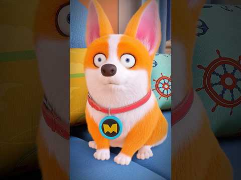 Don’t touch Moco’s knee🐕😀#moco #shorts #edit