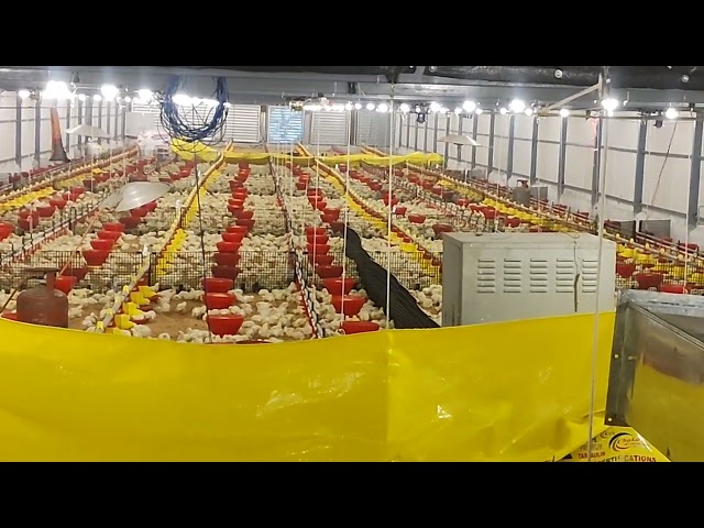 Brooding System - Poultry Chick Guard Service Provider from Nashik