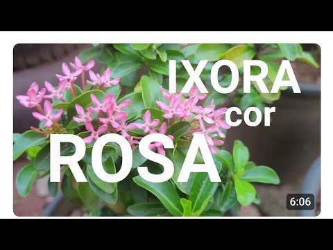 Ixora cor Rosa em Paranaiguara Go 
