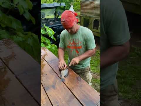 Cleaning bream with my fish knife #fishing #breamfishing #countryboy #viralvideo