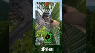 Download lagu burung ini berkepala seperti kodok? burung Cabak iblis mp3