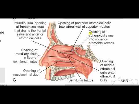 Lateral walls of nasal cavity