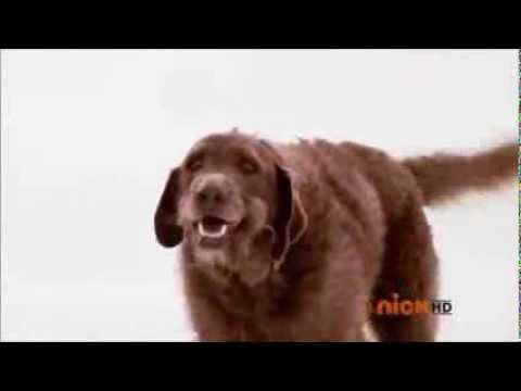 Big Time Rush - Time Of Our Life (with dogs)